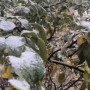 Алматыда қаласында да қар жауды (ВИДЕО)