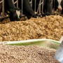 Елімізде 35 млн тонна мал азығы дайындалды