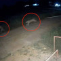 Арыстанның 11 жастағы балаға шабуыл жасаған сәті видеоға түсіп қалды