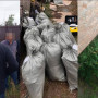 Рудныйда марихуана өсірген тұрғын ұсталды
