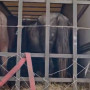 Батыс Қазақстанда 49 бас малды ұрлаған қылмыстық топ ұсталды