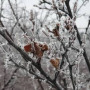 Астанада -4 градусқа дейін аяз болады