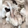 Солтүстік Қазақстанда мамонттың сүйегі табылды