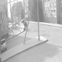 Құлсарыда түйе жасөспірімге шабуыл жасаған (ВИДЕО)