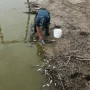 Қостанай облысында балық қырылды