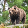 Ресейде аюлардың шабуылынан 26 адам қаза тапқан