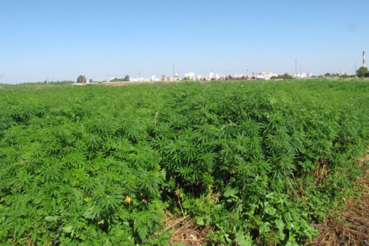 Қызылорда облысында 50 гектардан астам алқапқа есірткі егілген