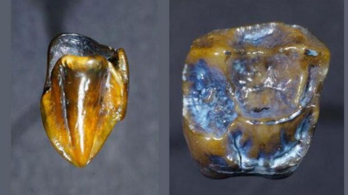 Германиялық археологтар 10 млн жыл бұрын өмір сүрген адамның тісін тапты