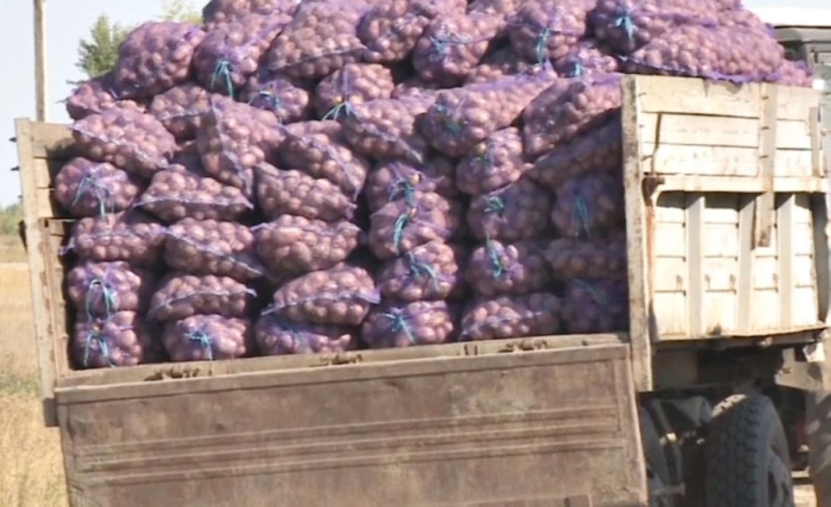 Ресейден келген 40 тонна көкөніс кері қайтарылды