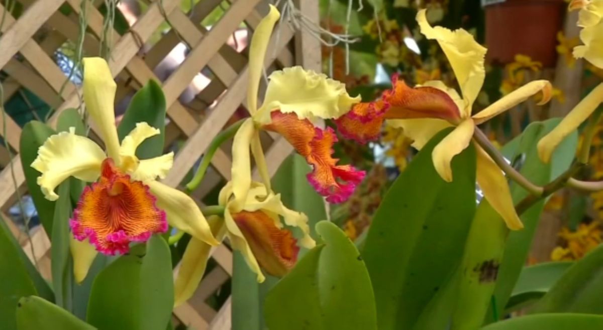 Колумбия – орхидея көп өсетін ел