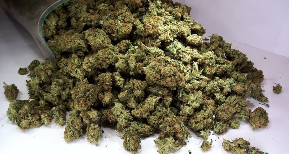 Қарағанды облысында 500 келіден астам марихуана тәркіленді