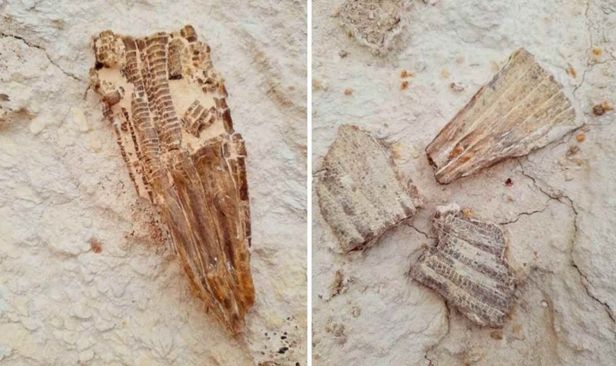 Әуесқой палеонтолог Маңғыстауда ежелгі акуланың сүйегін тапты