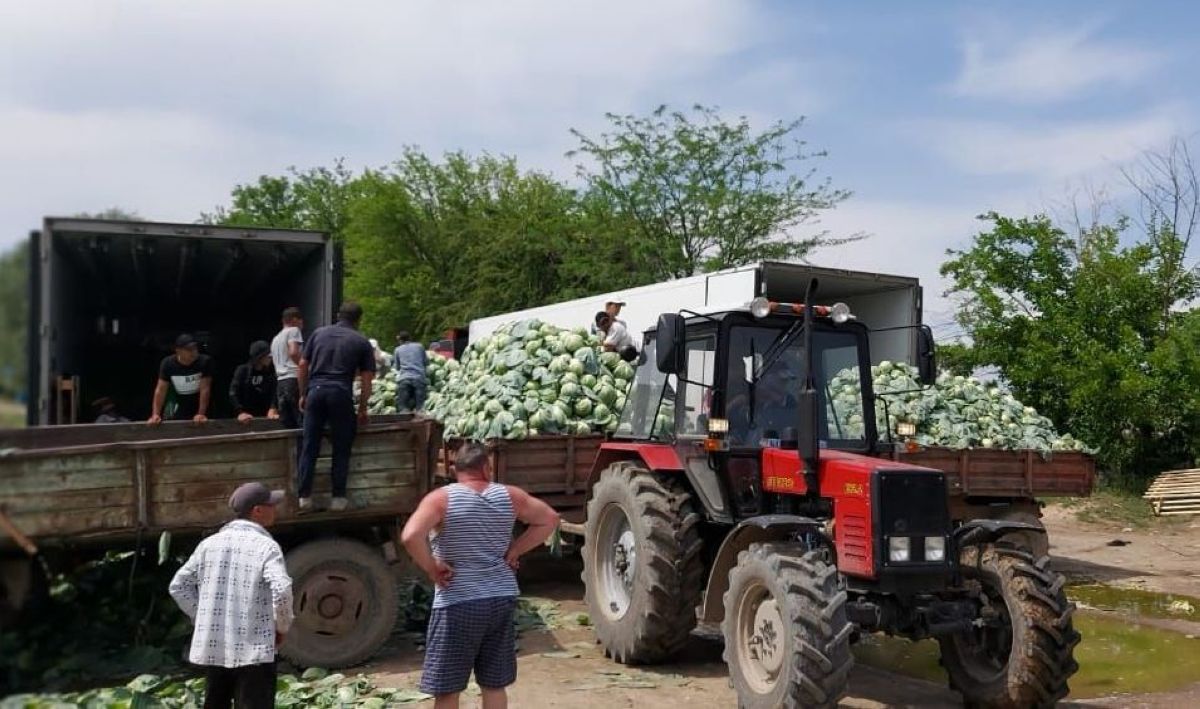 Түркістандық диқандар Белоруссияға 500 тонна қырыққабат экспорттайды