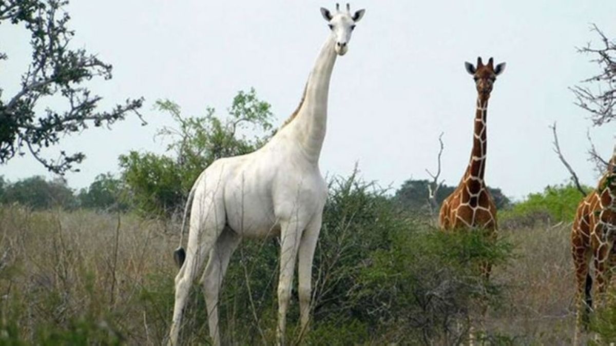 Әлемдегі жалғыз ақ түсті жирафқа GPS бақылау құрылғысы орнатылды