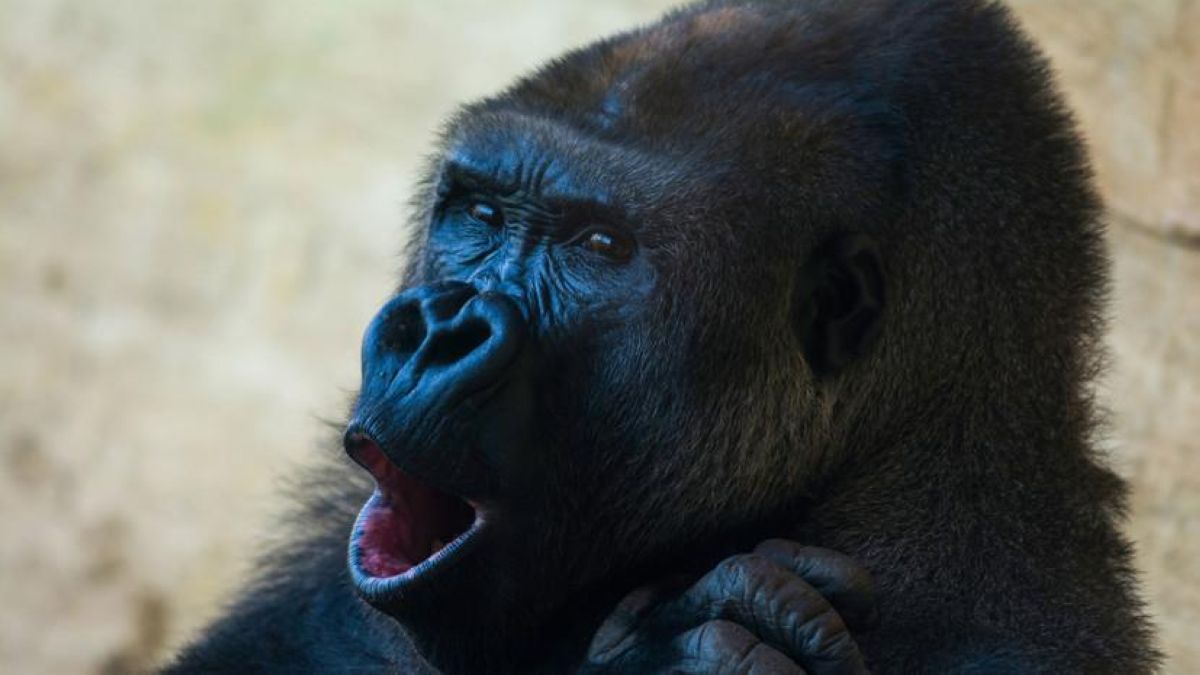 "Зообақ қызметкерінен жұқтырған": Әлемде алғаш рет гориллалардан коронавирус анықталды