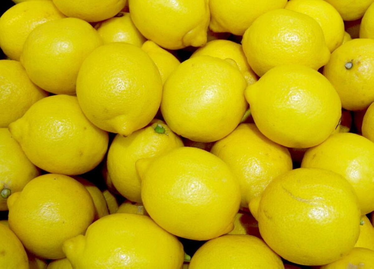 Жамбылдық кәсіпкерлер лимон өсірудің тиімді жолын тапты