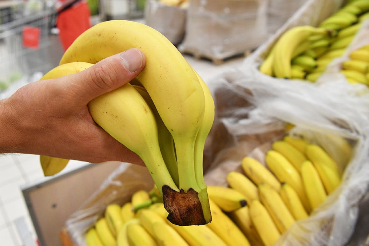 Петропавлда 33 жылда бірінші рет банан жеміс берді