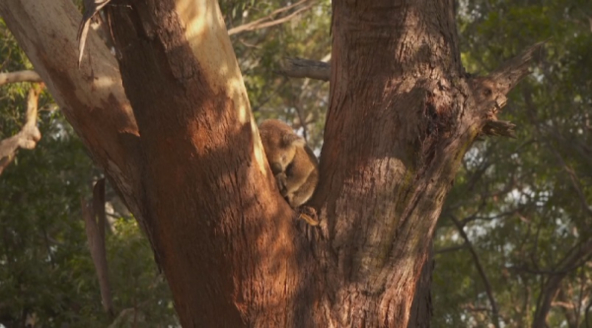 Аустралияда коалаға жойылып кету қаупі төнді