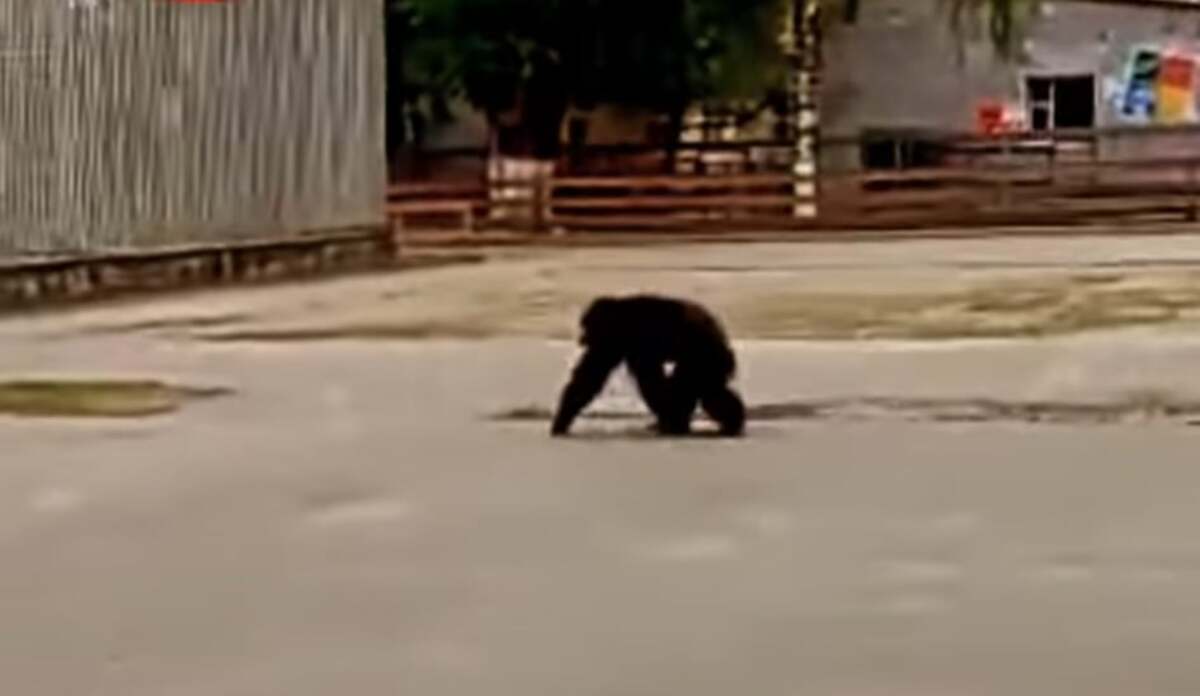 Алматыда шимпанзе хайуанаттар бағынан қашып кетті (ВИДЕО)
