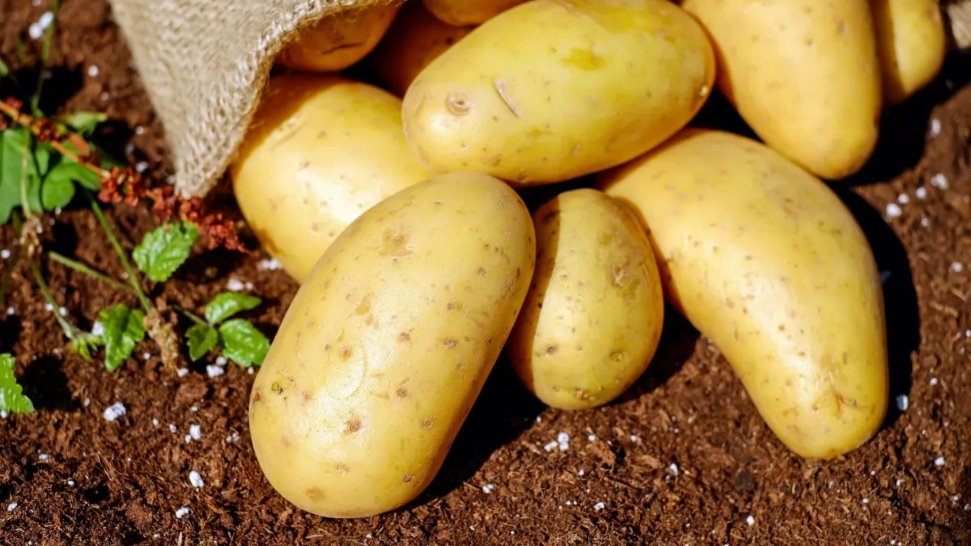 Зерттеу: картоп – қан қысымын көтереді
