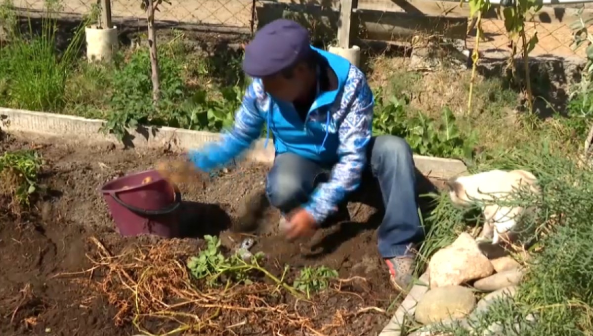Қызылордада ауыл тұрғыны қойдың жүніне картоп еккен