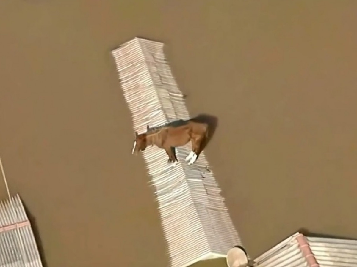 Бразилиядағы су тасқыны кезінде үйдің шатырына шығып кеткен жылқы құтқарылды (ВИДЕО)