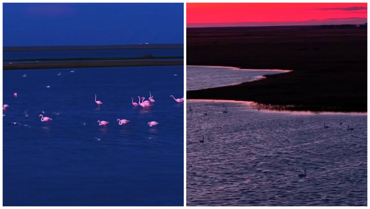 Ақмола облысындағы ауылға қызғылт қоқиқаздар ұшып келді (ВИДЕО)